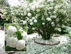 Picture of a Snowball viburnum.