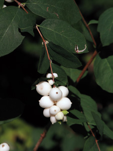 Picture of a snowberry