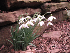 Picture of a snow drop plant