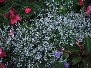 Picture of a Snowy Spurge