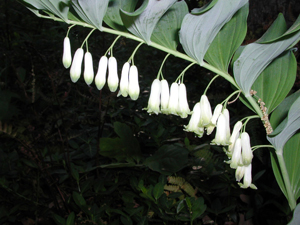 Picture of a giant Solomon's Seal flowers.