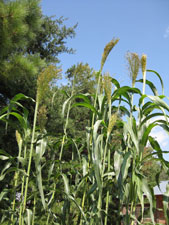 Picture of sorghum plants