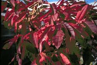 Picture closeup of Sourwood tree leaves in deep red fall color.