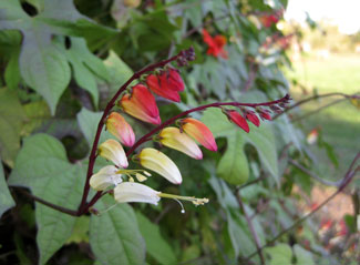 Picture of a spanish flag vine with flowers
