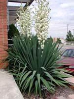 Picture of a spanish dagger Yucca - long sword like green leaves with many small white flowers.