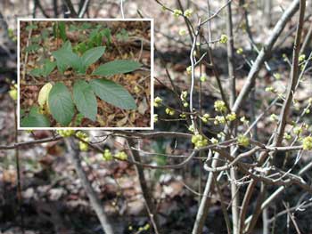 Picture of a Spice Bush leaves and form.