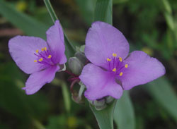 Picture of purple spiderwort.