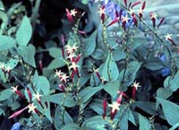 Picture of Indian Pink, or Pinkroot, showing delicate pink tubular flowers with yellow interiors.