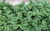 Picture of fresh, green Spinach foliage.