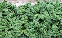 Picture of fresh, green Spinach foliage.