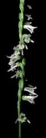 Picture of Slender Ladies' Tresses (or Green Pearl Twist) showing twisting row of white flowers around green stem.