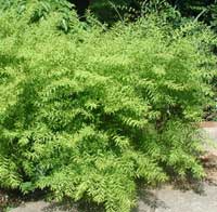 Picture of Spirea shrub