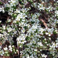 Picture closeup of Spirea flowers