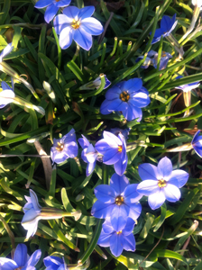 Picture of Springstar flowers.