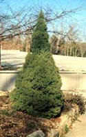 Dwarf Alberta Spruce Tree