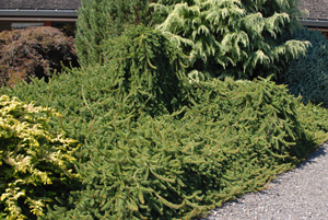 Picture of Weeping Norway Spruce