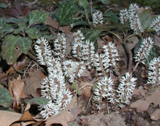 Picture of Allegheny Spurge