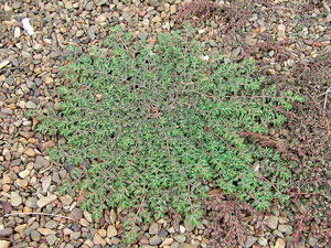 Picture of a Prostrate Spurge plant