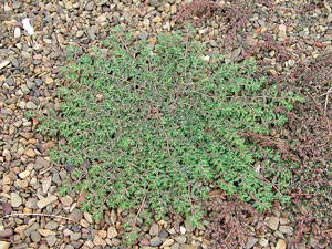 Image of Prostrate spurge in a meadow