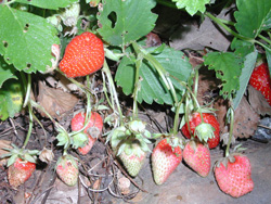 Picture of a strawberry plant with berries.