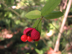 Picture of a strawberry bush