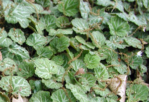 Picture of strawberry geraniums.