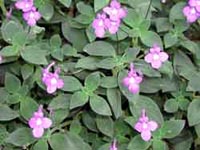 Picture of Streptocarpella saxorum showing green foilage with small purple flowers.