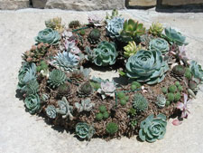 Picture of a wreath of Succulents