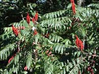 Picture of Smooth Sumac showing opposing leaves and red flower tufts.