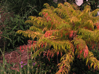 Picture of a Tiger Eye Golden Sumac plant