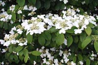 Picture closeup of Summer Snowflake with white flowers having green centes.