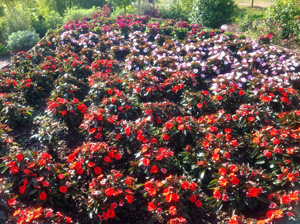 Picture of Impatiens ‘SunPatiens’.