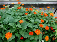 Picture of mexican sunflowers
