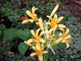 Picture of a yellow surprise lily