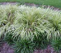 Sweet flag grass online