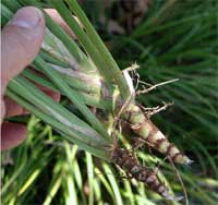 Picture closeup of sweetflag roots