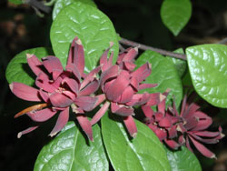 Picture of Sweetshrub plant.