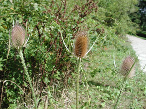 Picture of Teasel
