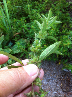 Picture of Three Seeded Mercury plant.