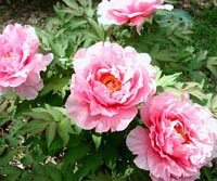 Picture closeup of pink Tree Peony flowers.