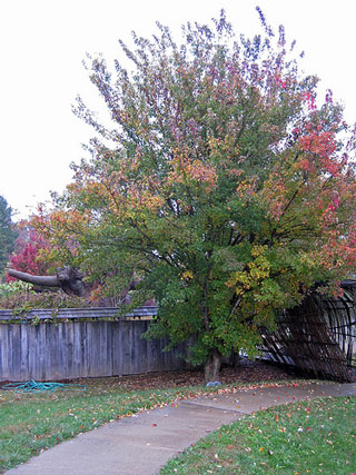 Picture of a Trident Maple tree.