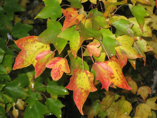 Picture of a Trident Maple leaves with fall color.
