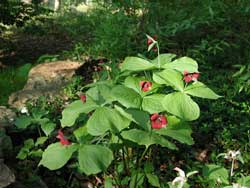 Picture amRed Trillium.