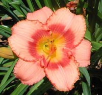 Picture closeup of Tetraploid Daylily flower 'Strawberry Candy' with red lined petals and yellow center.