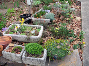 Picture of a trough garden.