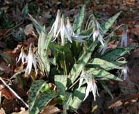 Picture of plant with flowers