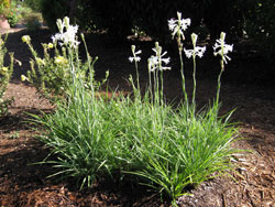 Picture of tuberoses