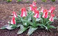 Picture of Greigi Tulip with short squatty flowers of pink and white with broad green foliage.