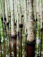 Picture of Water Tupelo tree trunks growing in wetlands swamp.
