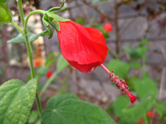Picture of a Turk's Cap Mallow plant with flowers.